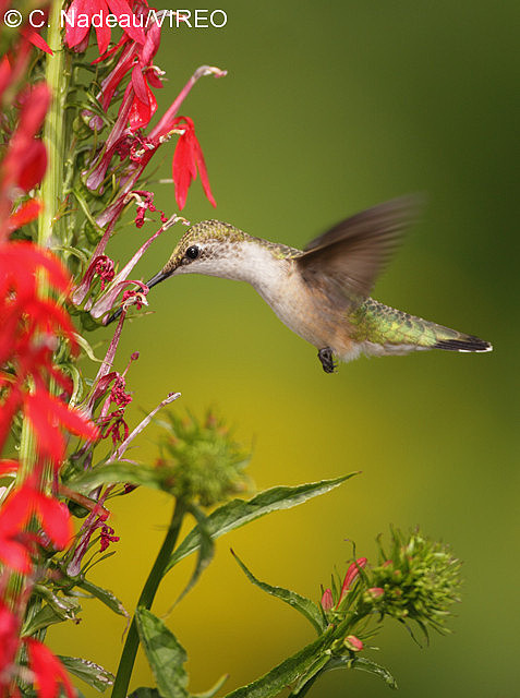 Ruby-throated Hummingbird n09-3-037.jpg